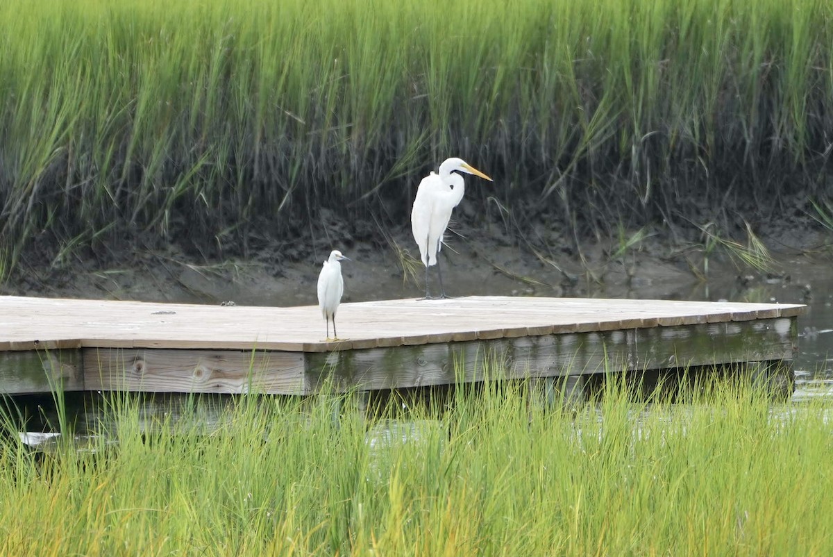 Snowy Egret - ML472602341