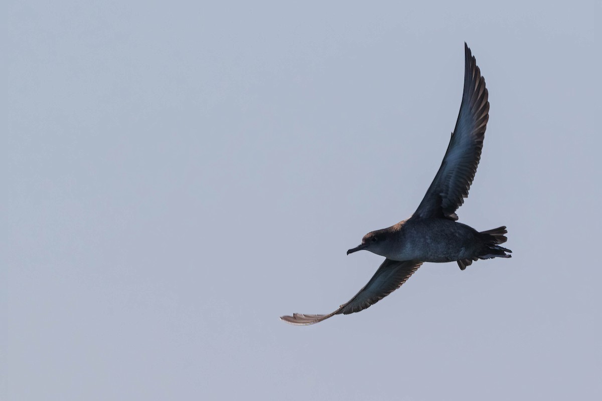 Balearic Shearwater - Luis Mestre