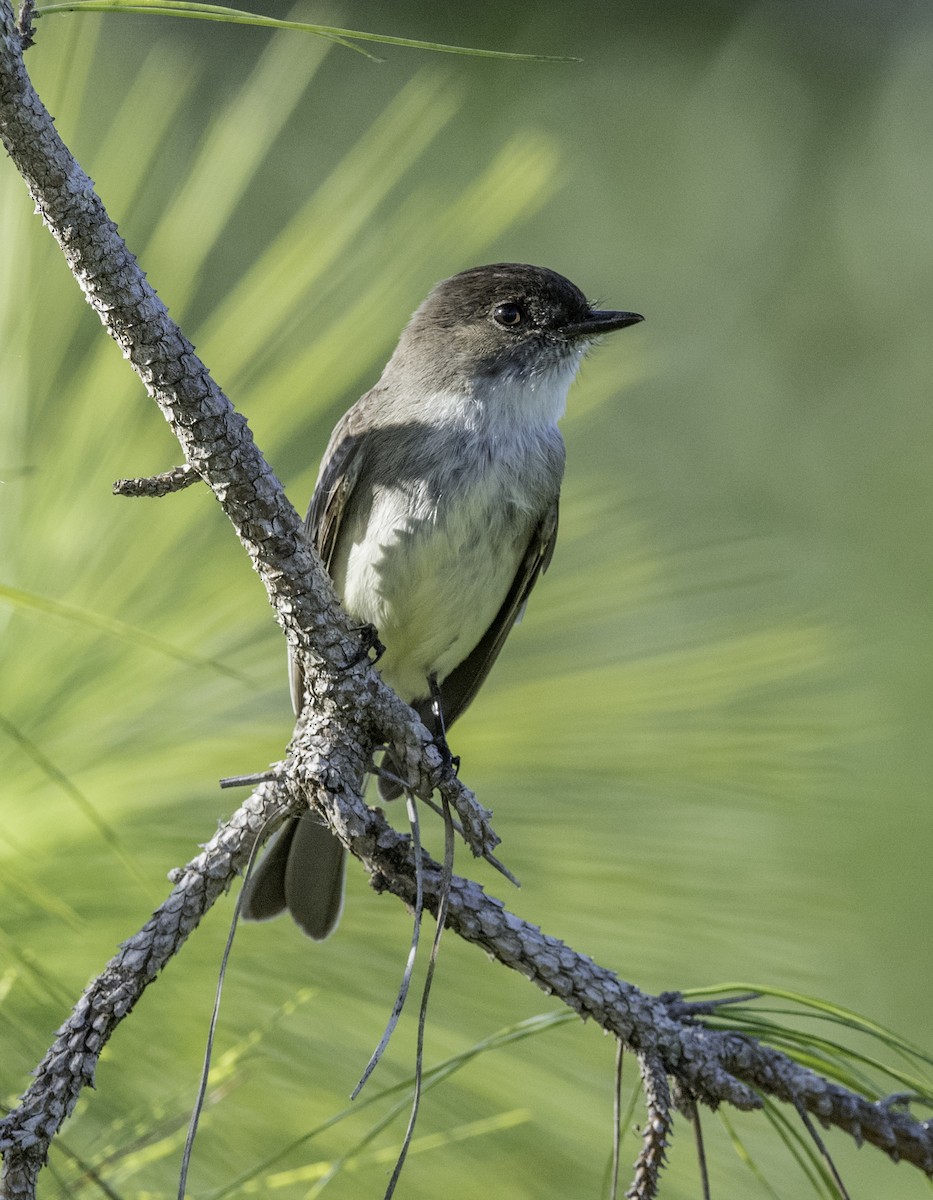 Eastern Phoebe - ML47260281