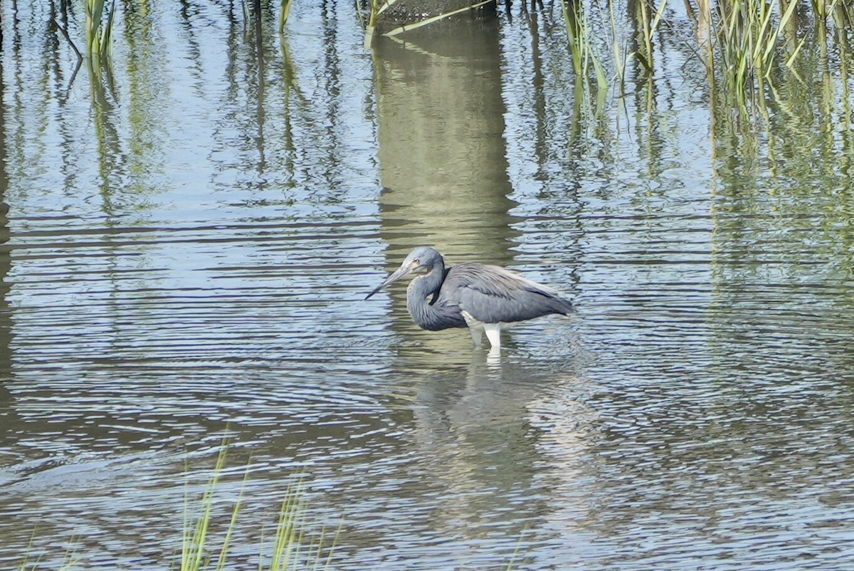 Tricolored Heron - ML472603001