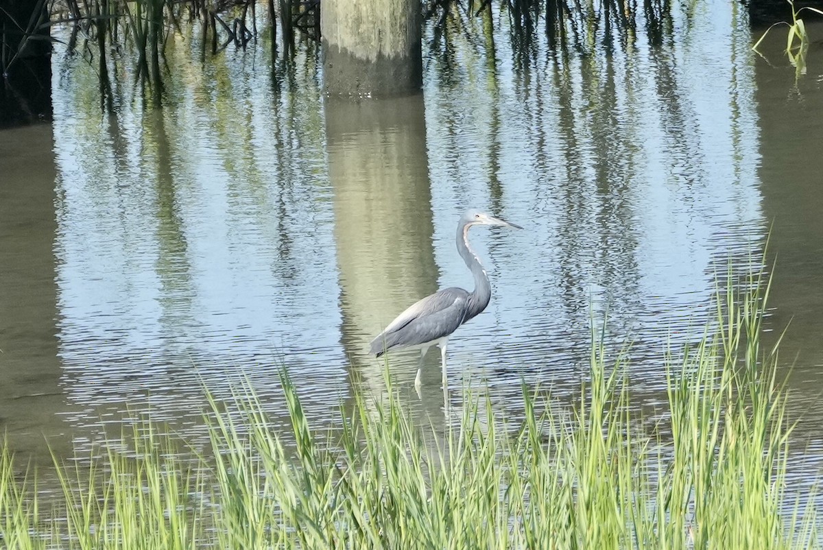 Tricolored Heron - ML472603011