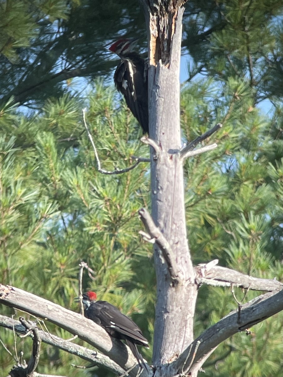 Pileated Woodpecker - ML472603041