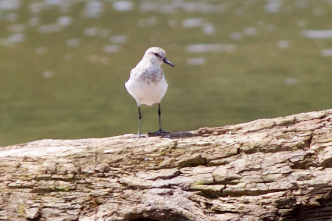 Semipalmated Sandpiper - ML472603191