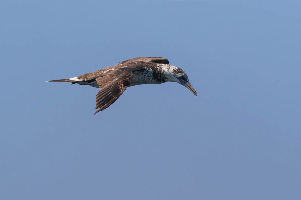 Northern Gannet - Luis Mestre