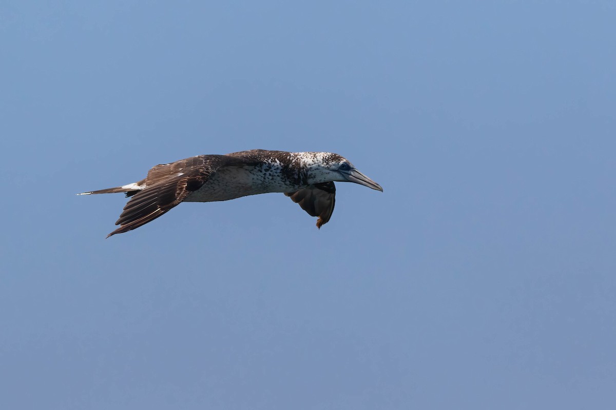 Northern Gannet - Luis Mestre