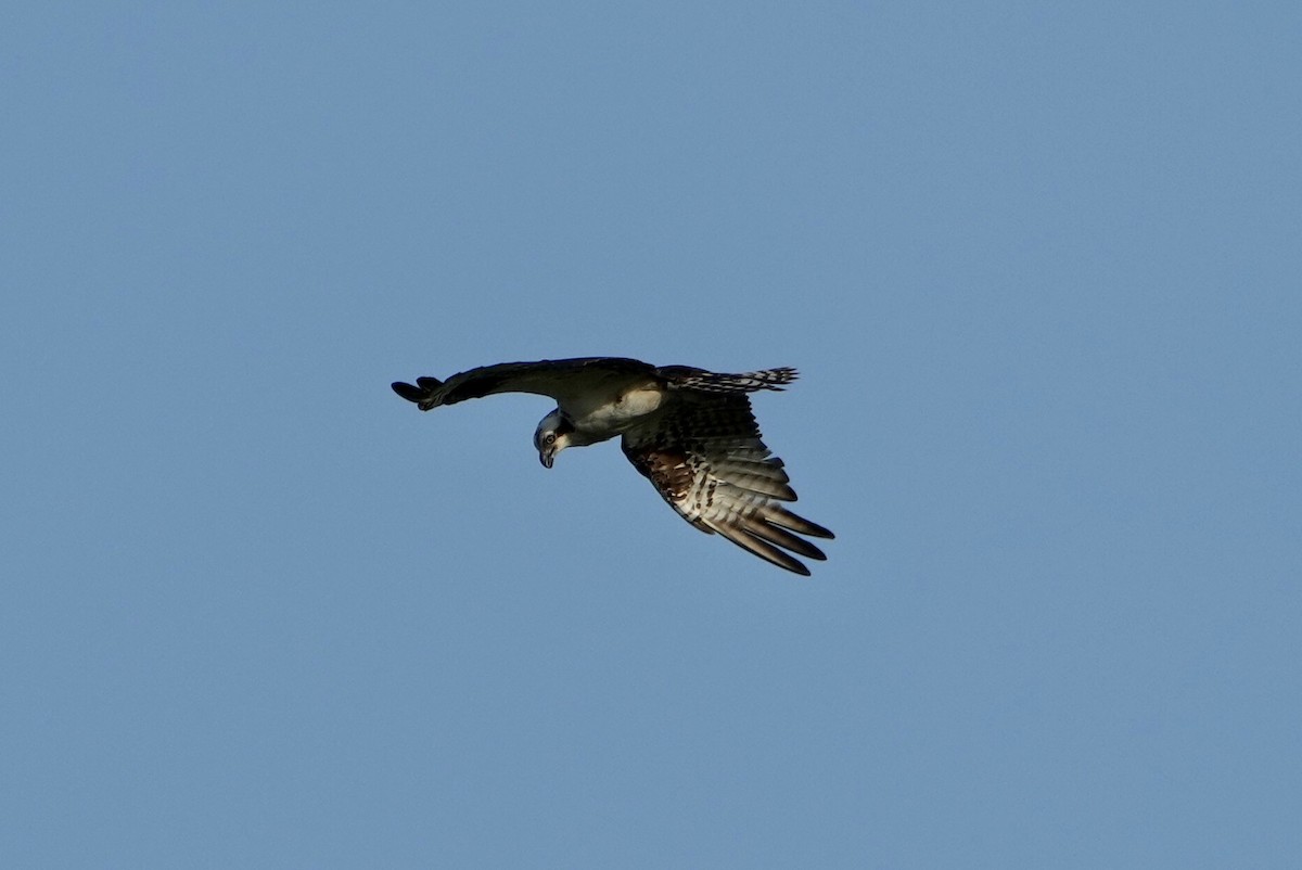 Загасч явлаг - ML472603581