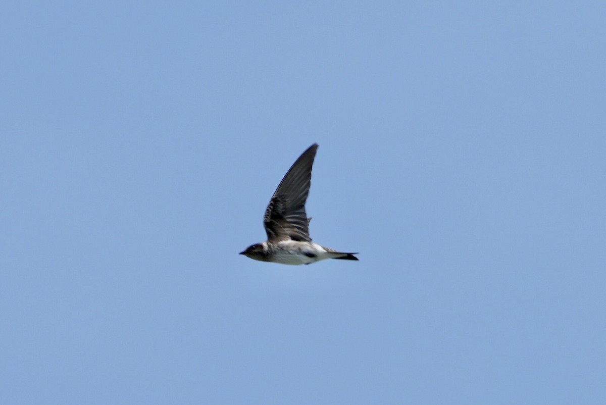 Purple Martin - ML472603941
