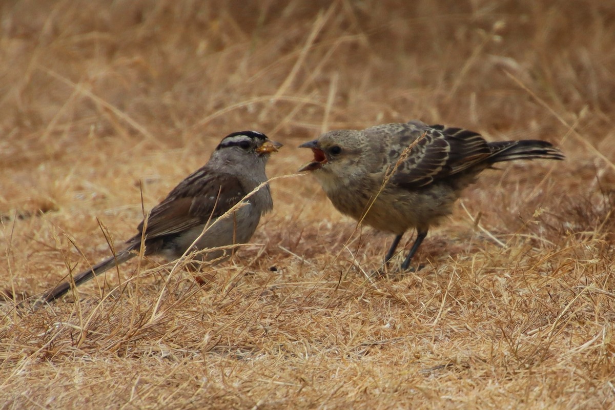 White-crowned Sparrow - Dianne Murray