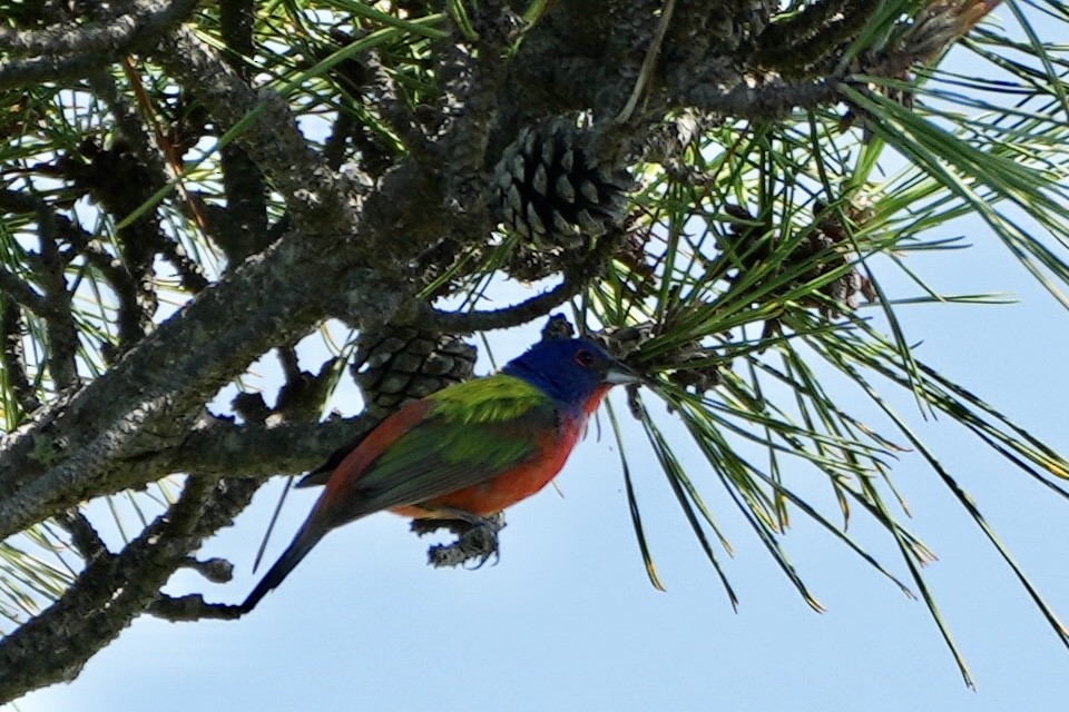 Painted Bunting - ML472604601