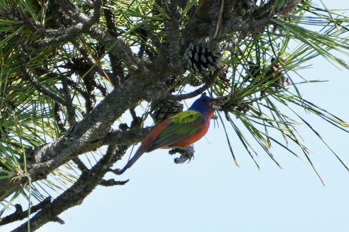 Painted Bunting - ML472604611