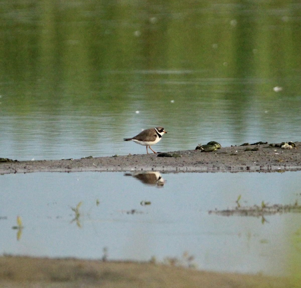 Semipalmated Plover - ML472604911