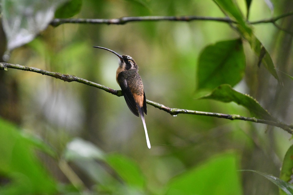 kolibřík dlouhoocasý - ML472606071