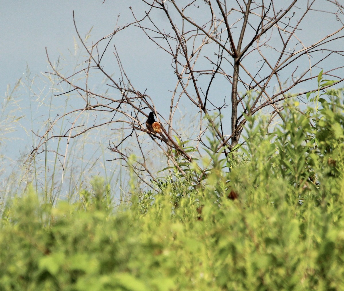 Orchard Oriole - ML472606771