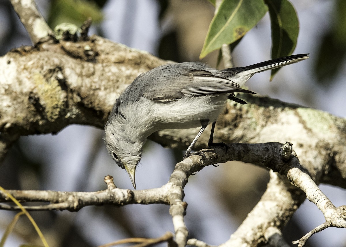 Blue-gray Gnatcatcher - David Hall