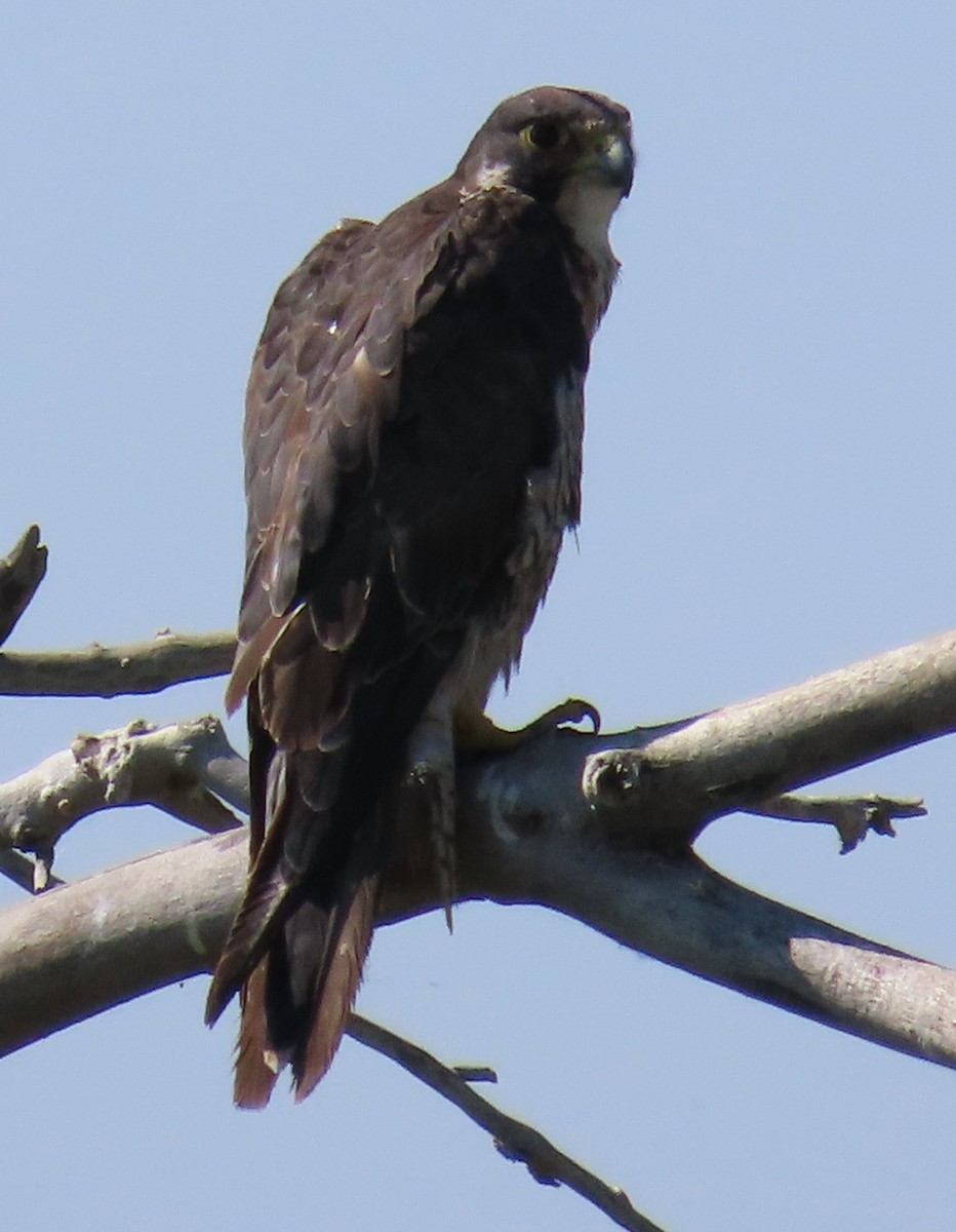 Peregrine Falcon - Ricky Olson