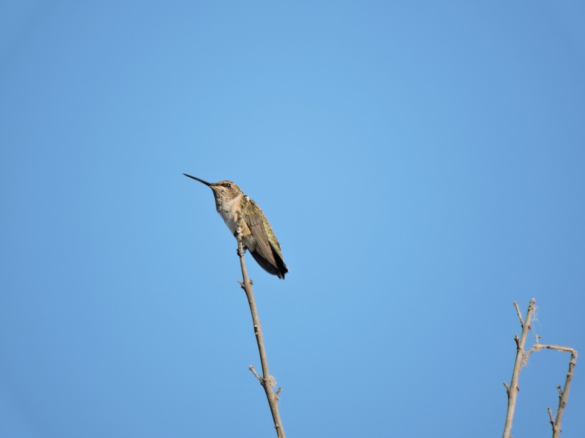 Colibrí Gorjinegro - ML472609631