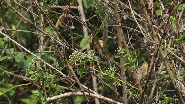 Gray Seedeater - ML472610