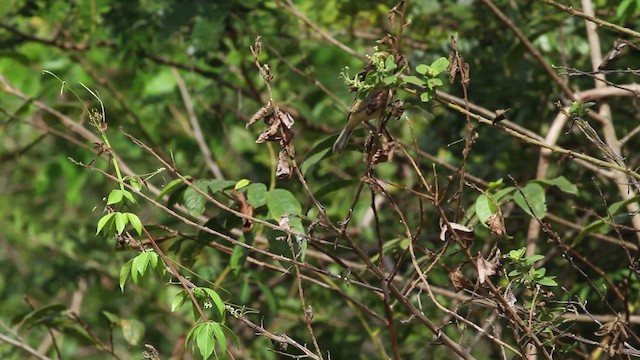 Gray Seedeater - ML472611