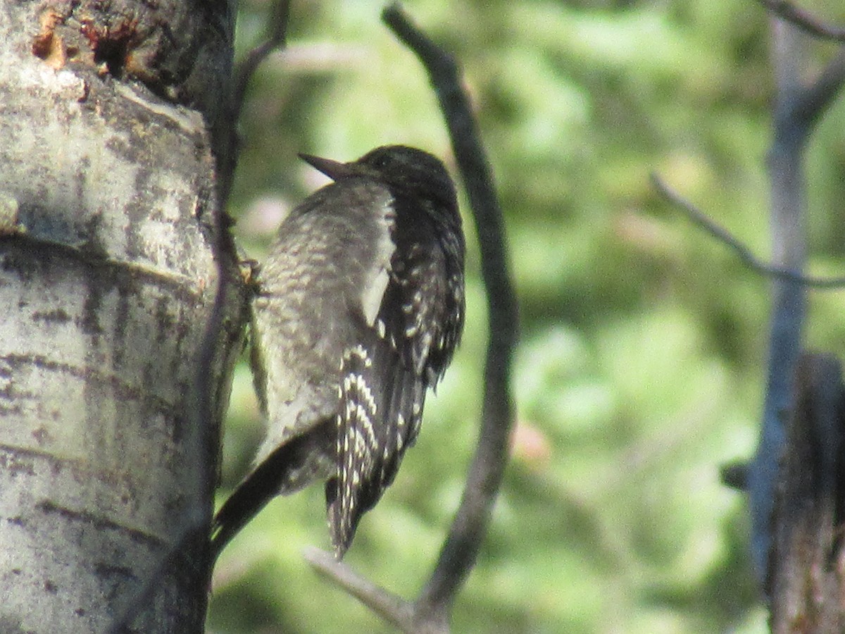 Red-naped Sapsucker - ML472611281