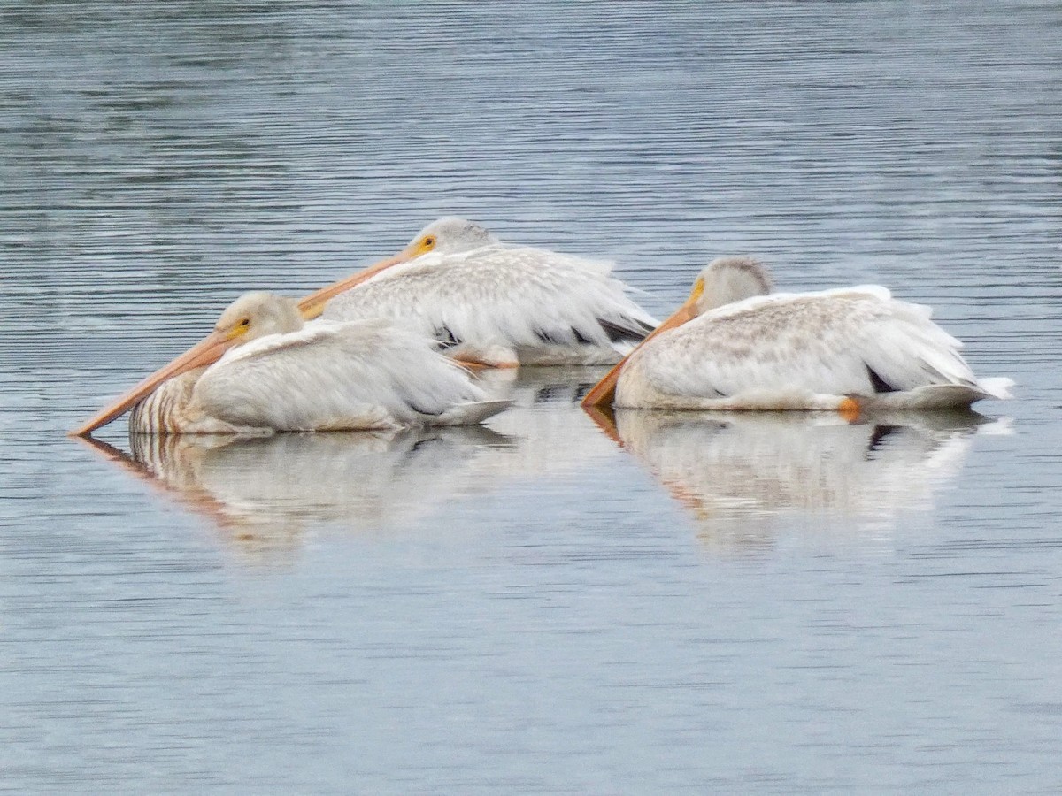 pelikán severoamerický - ML472611331