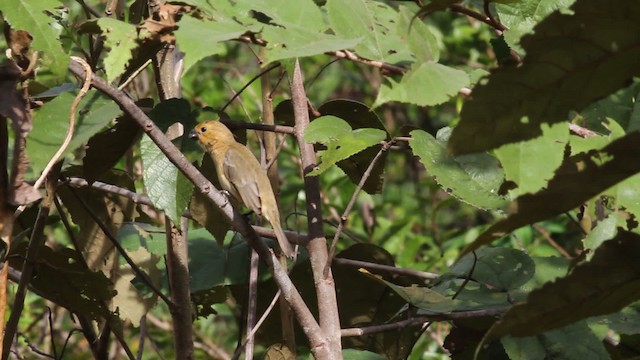 Gray Seedeater - ML472612