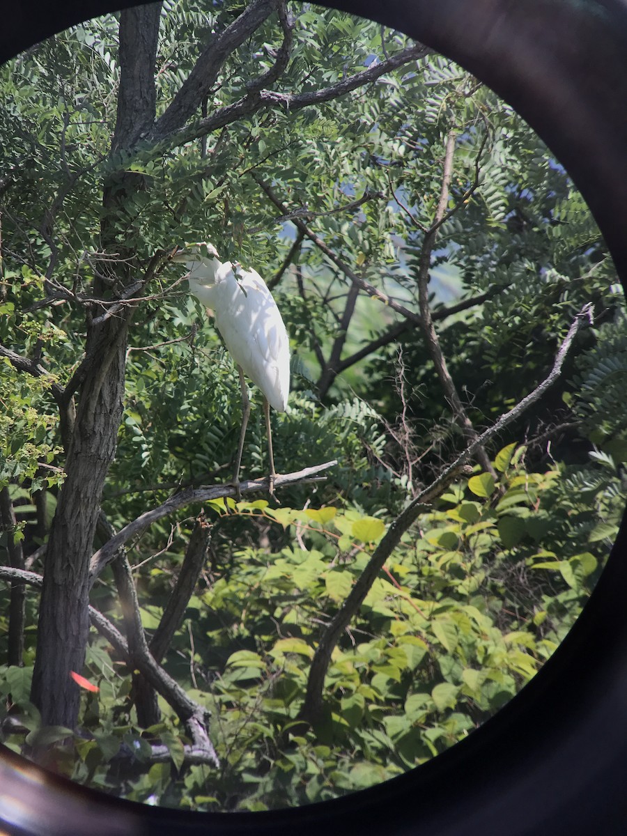 Great Blue Heron (Great White) - ML472612721