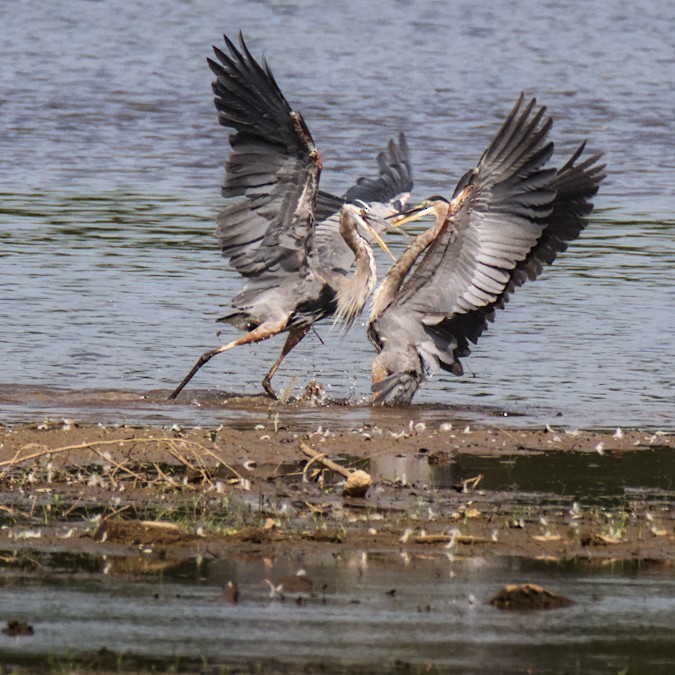 Great Blue Heron - ML472613801