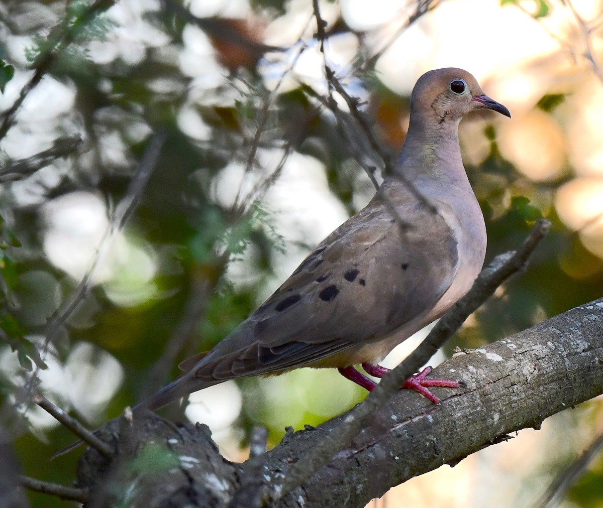 Mourning Dove - ML472613871