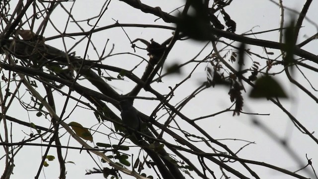 Chestnut-vented Conebill - ML472616