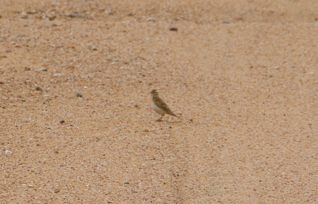 Greater Short-toed Lark - ML472616181