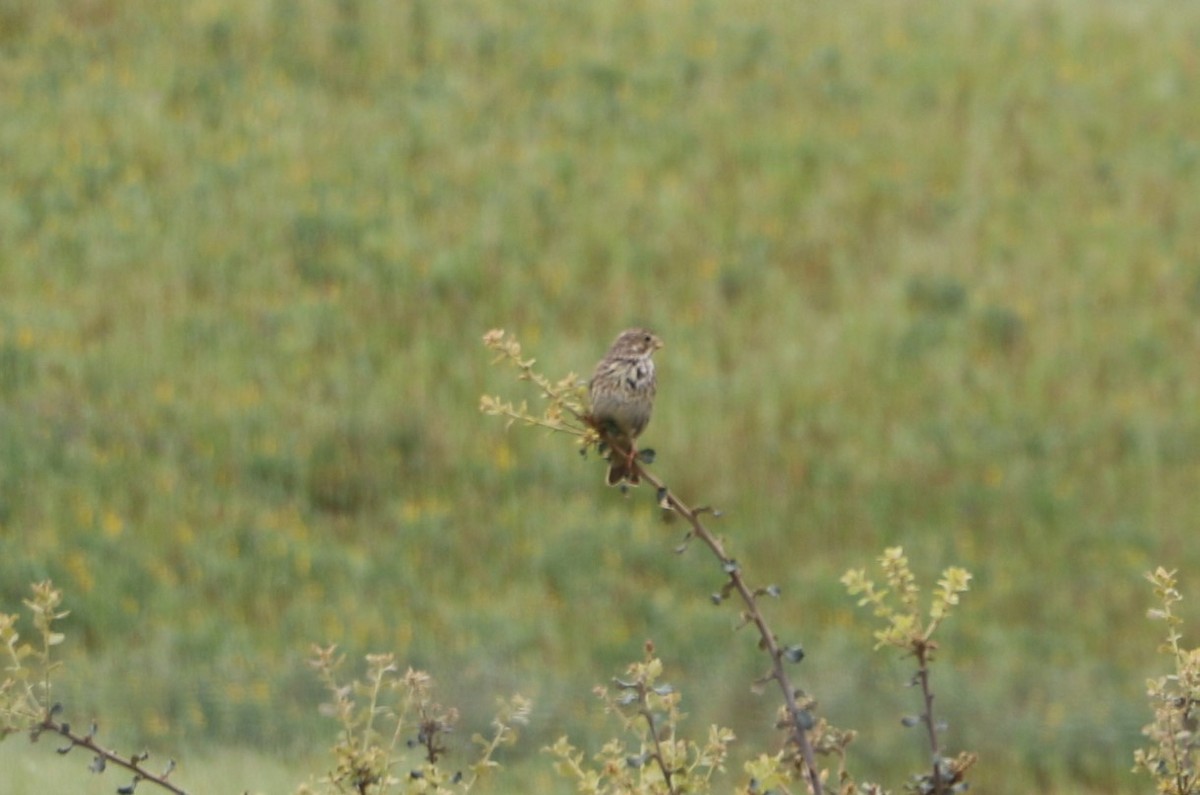 Corn Bunting - ML472616371