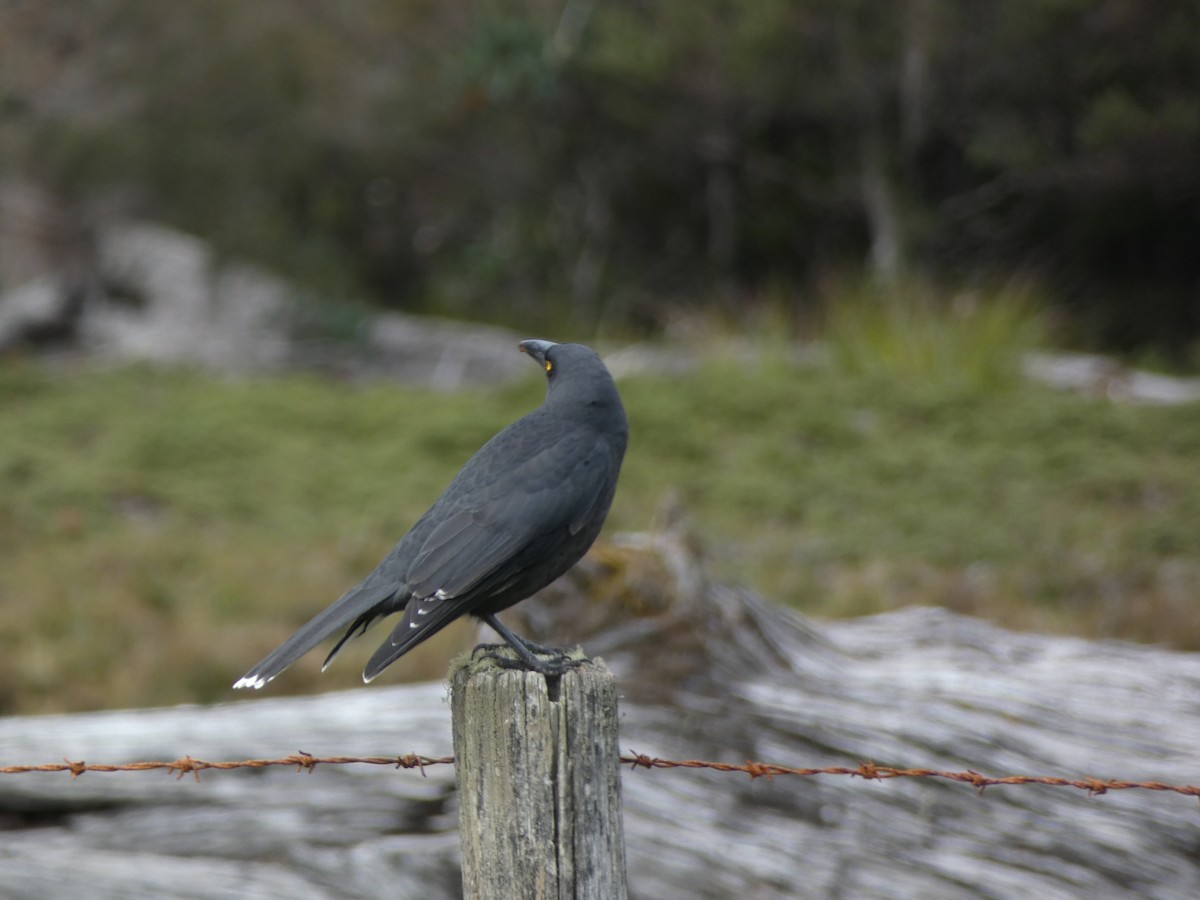 Gray Currawong - ML472616571