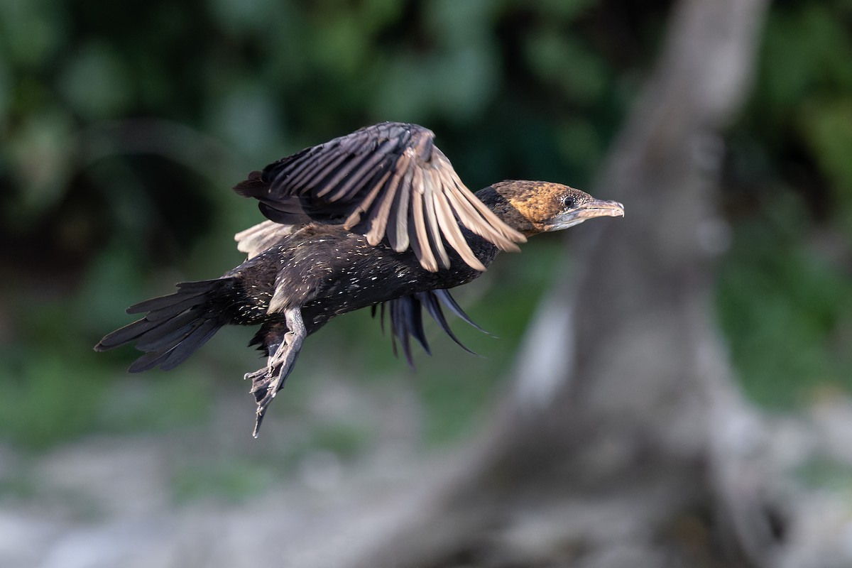 Pygmy Cormorant - ML472616911