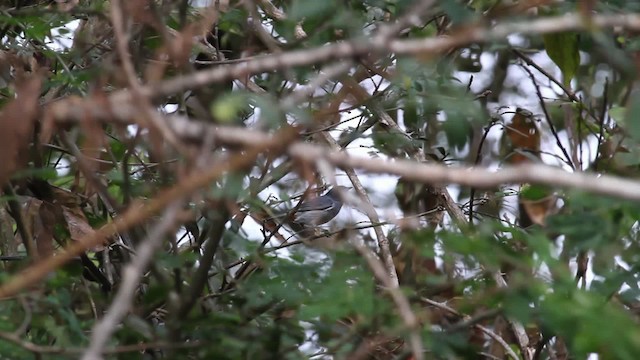 Chestnut-vented Conebill - ML472619