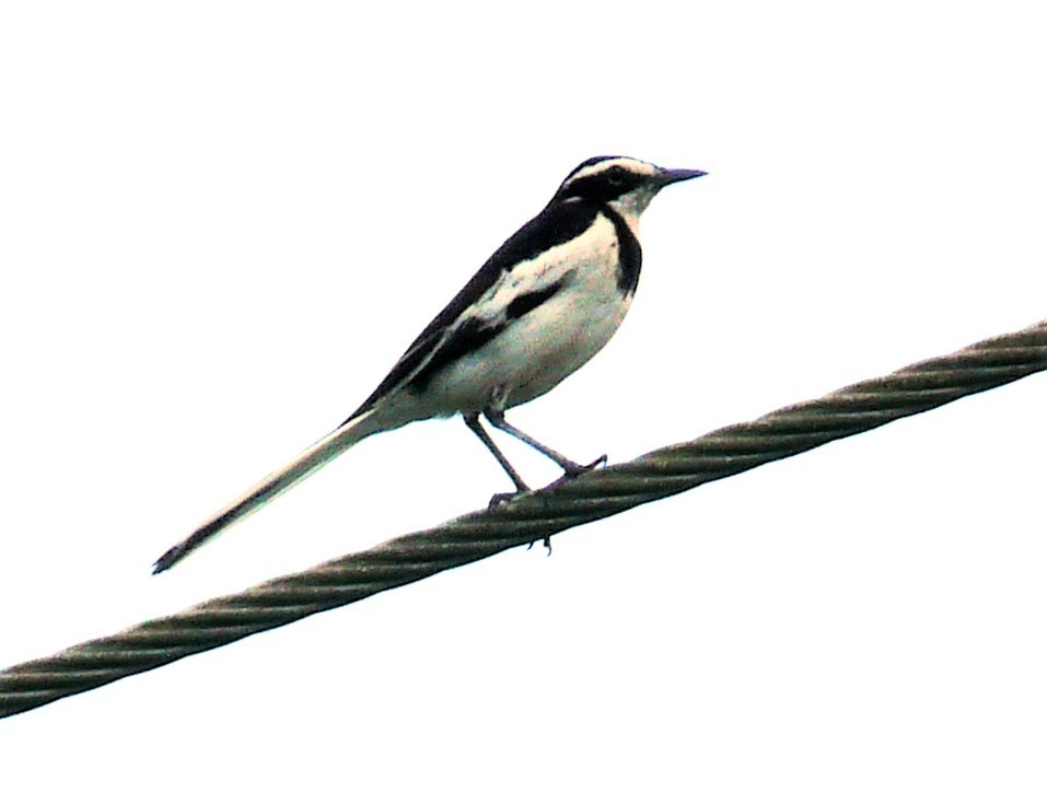 African Pied Wagtail - ML472619791