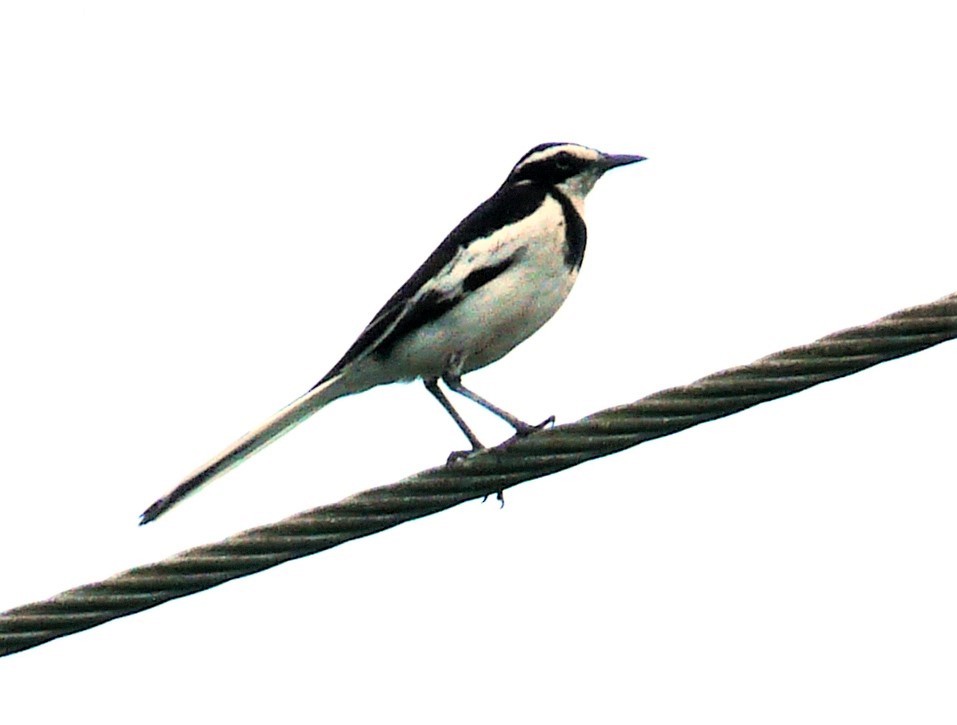 African Pied Wagtail - Peter Osenton