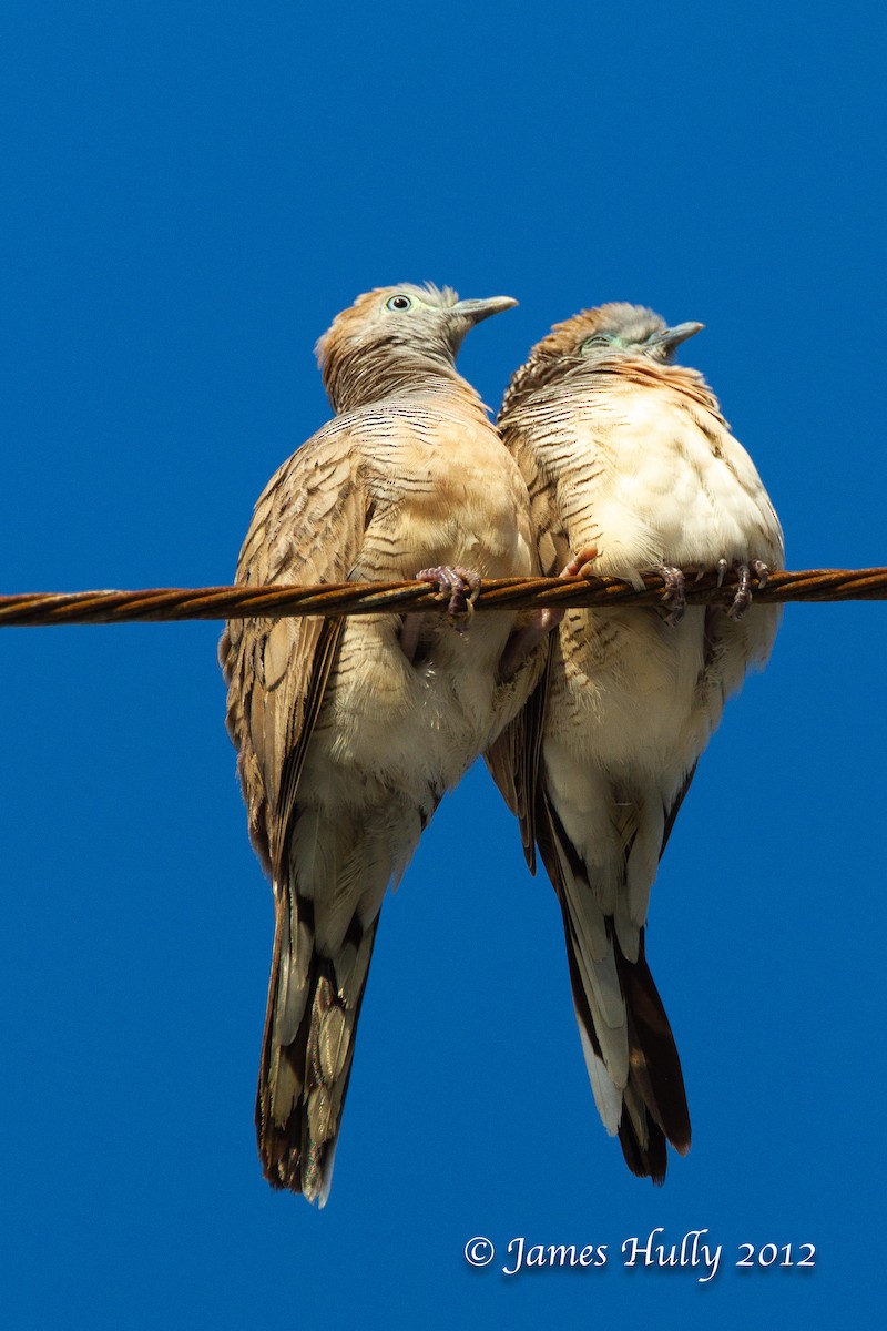 Zebra Dove - ML472619911