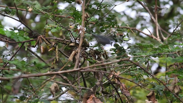 Chestnut-vented Conebill - ML472620