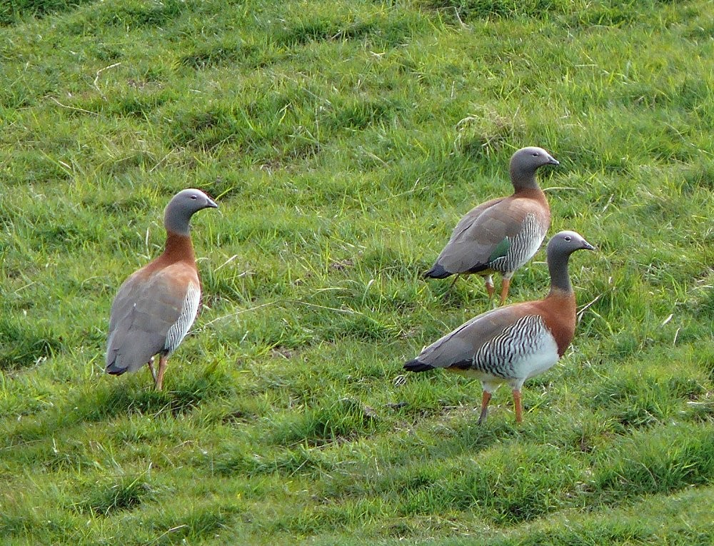 Ashy-headed Goose - ML47262101