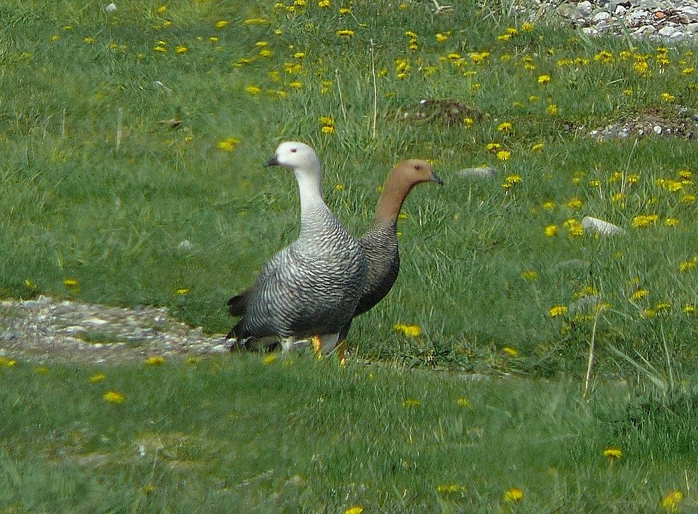 Upland Goose - ML47262141