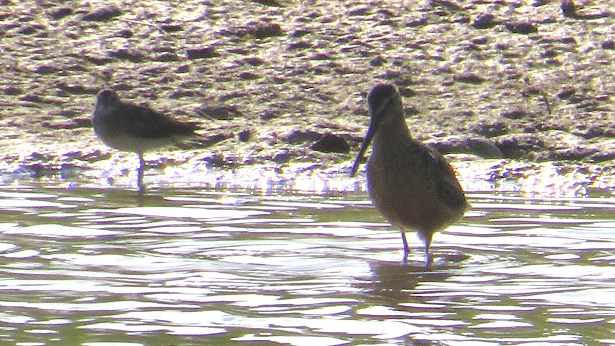 Long-billed Dowitcher - ML472621571