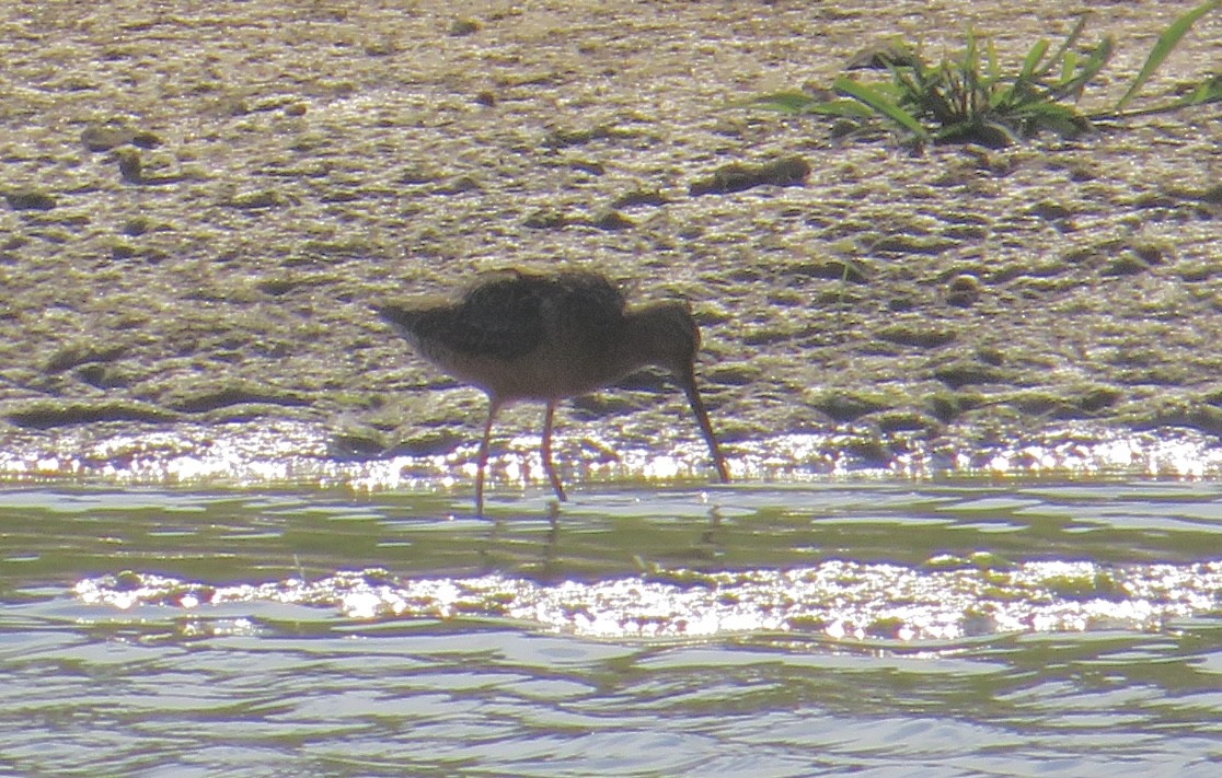 Long-billed Dowitcher - ML472621591