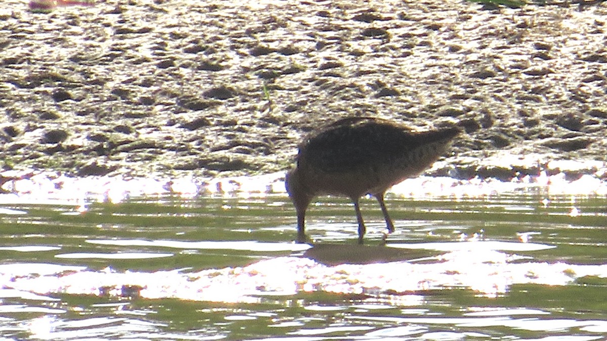Long-billed Dowitcher - ML472621601