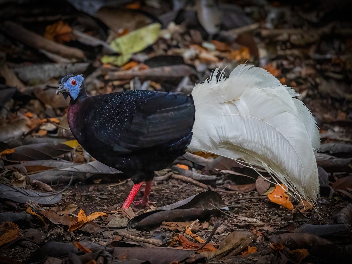 Bulwer's Pheasant - ML472621991