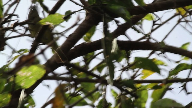Northern Scrub-Flycatcher - ML472622