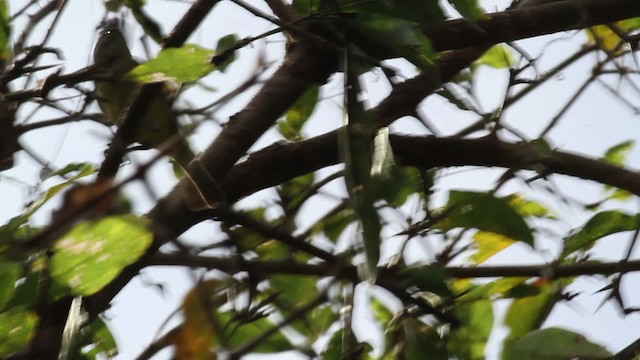 Northern Scrub-Flycatcher - ML472622