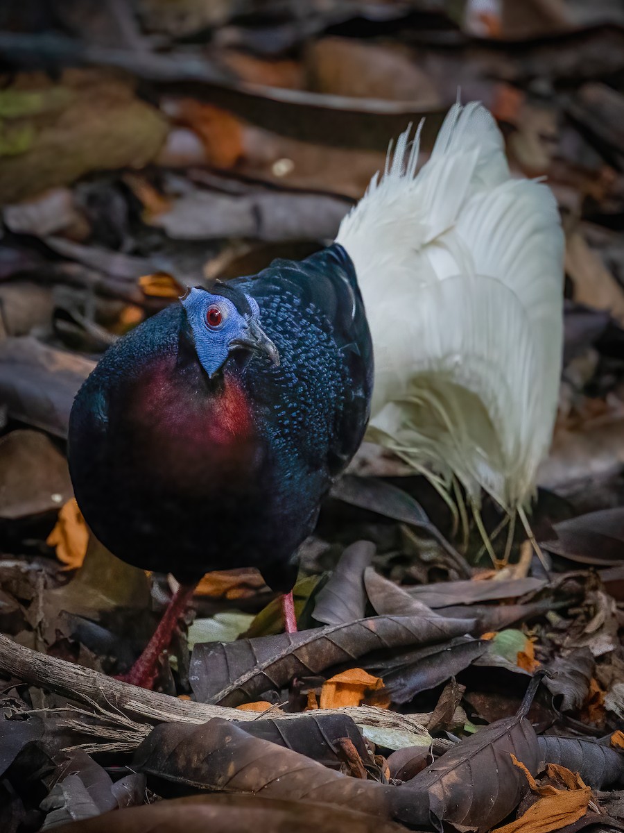 Bulwer's Pheasant - ML472622151