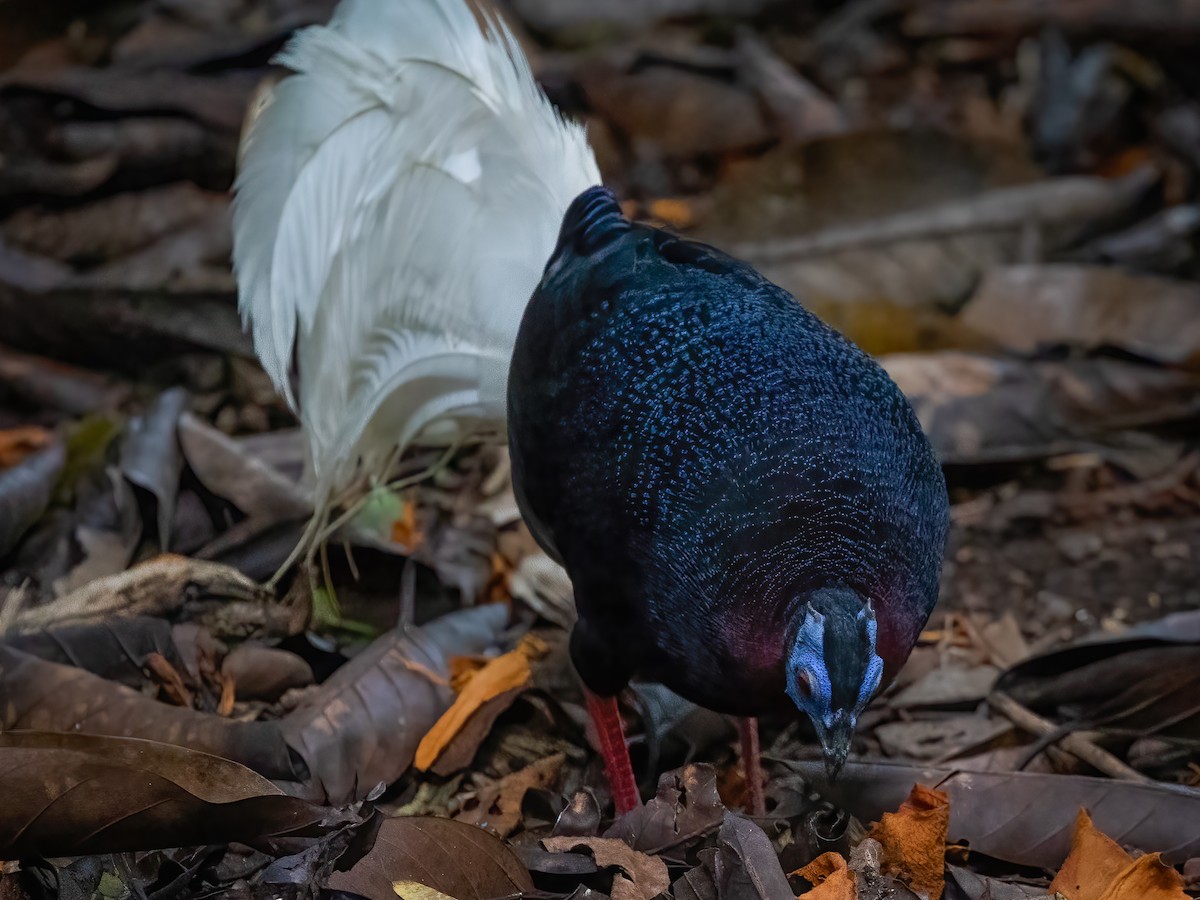 Bulwer's Pheasant - ML472622181