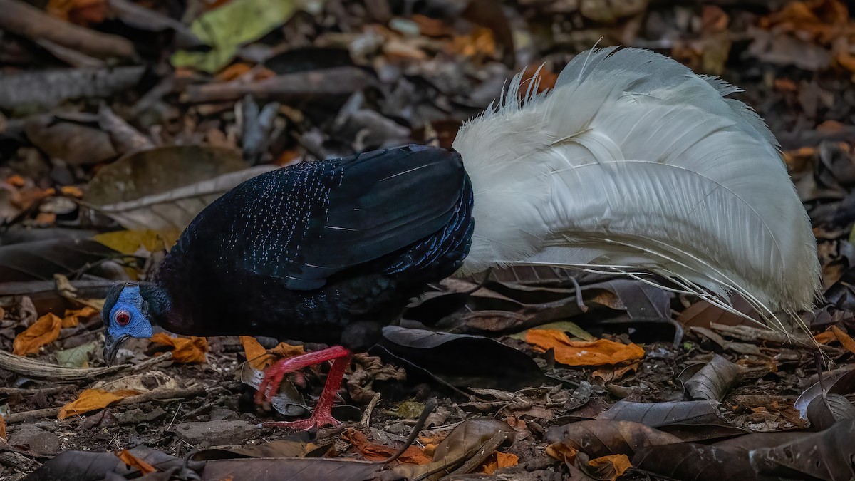 Bulwer's Pheasant - ML472622411