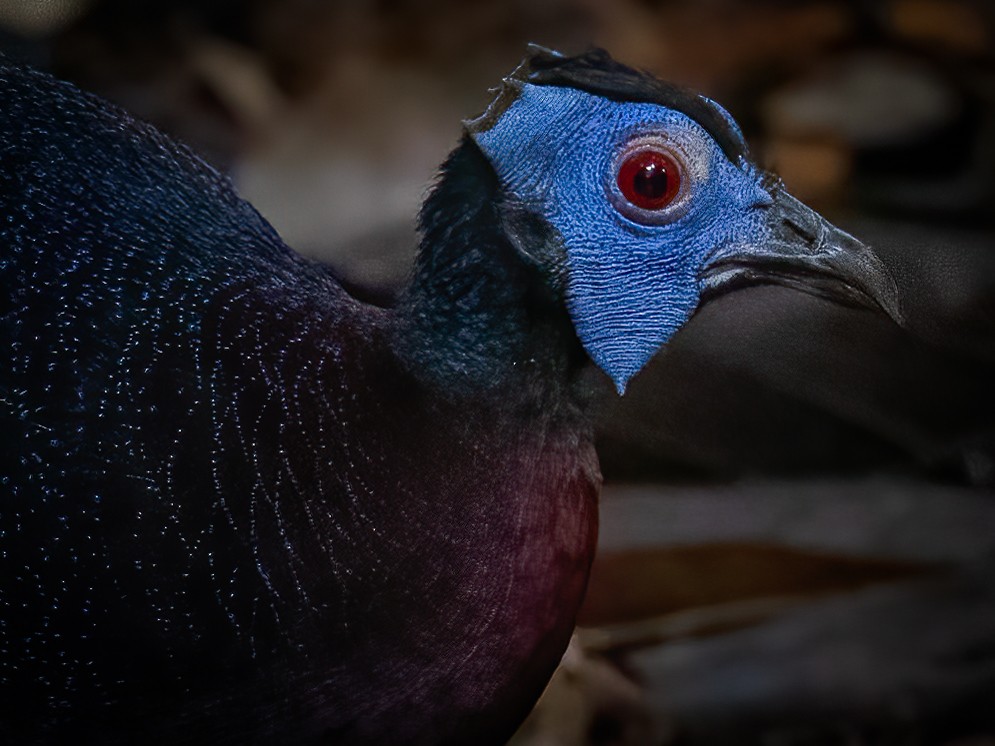 Bulwer's Pheasant - ML472622431